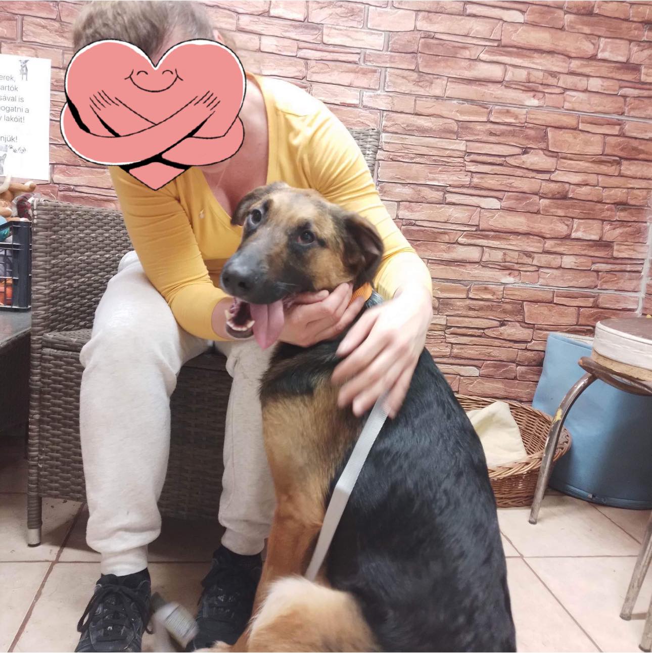 A dog being hugged by a person