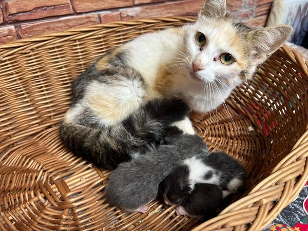 A cat taking care of kitties