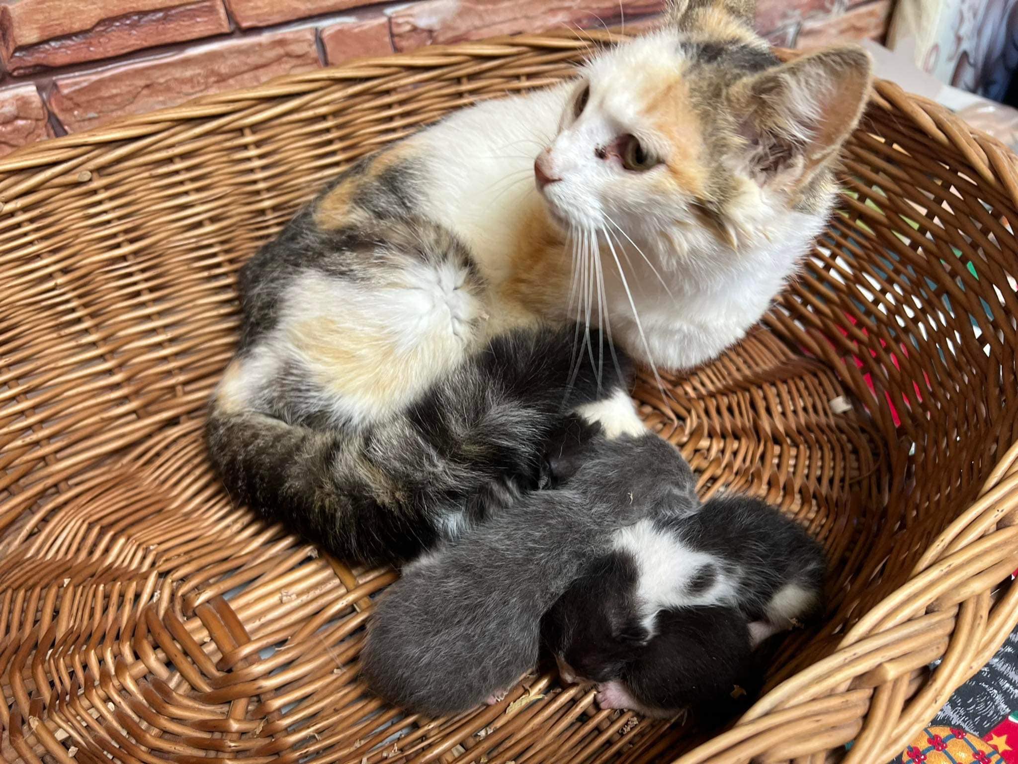 A cat taking care of kitties