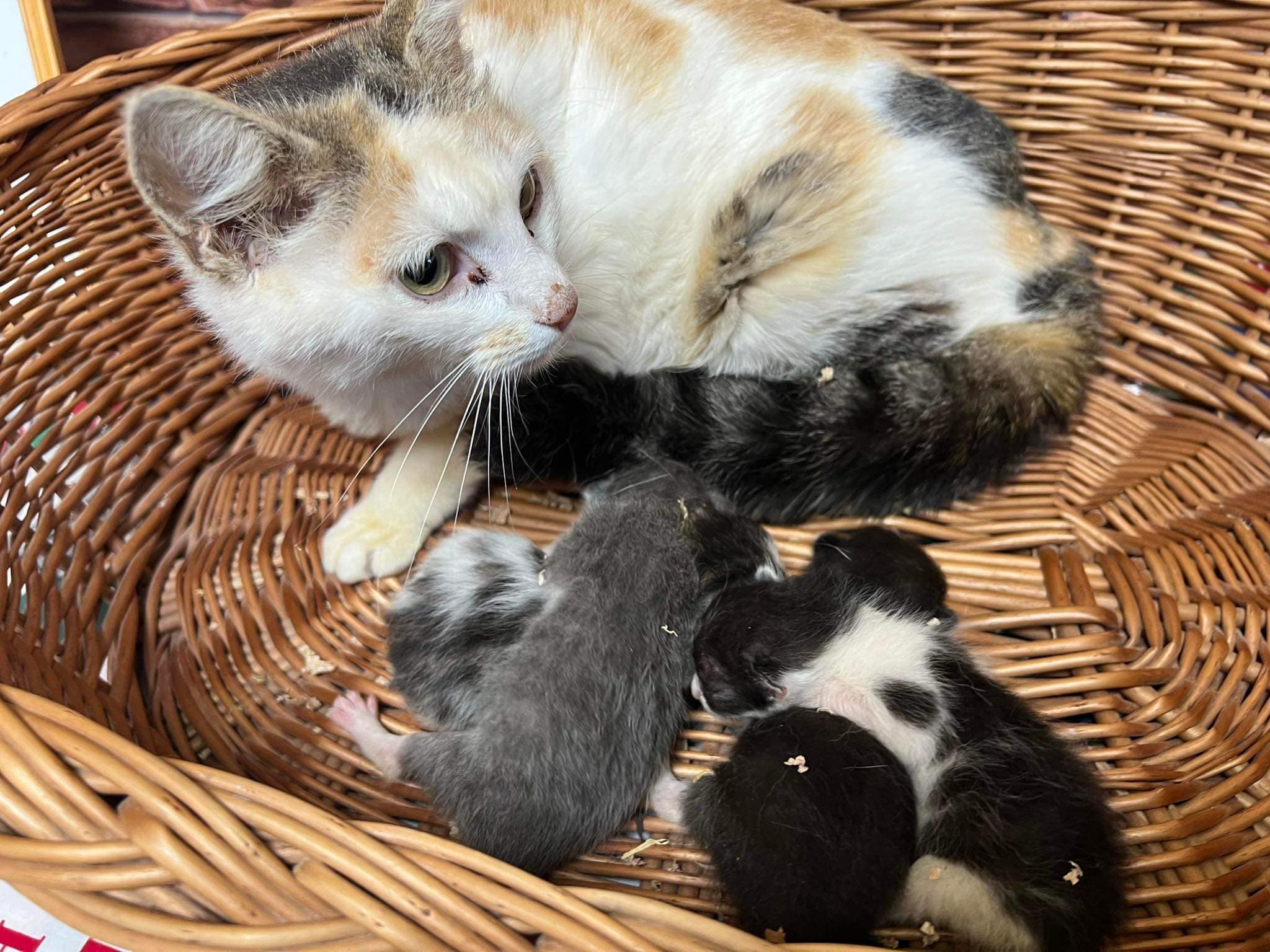 A cat taking care of kitties