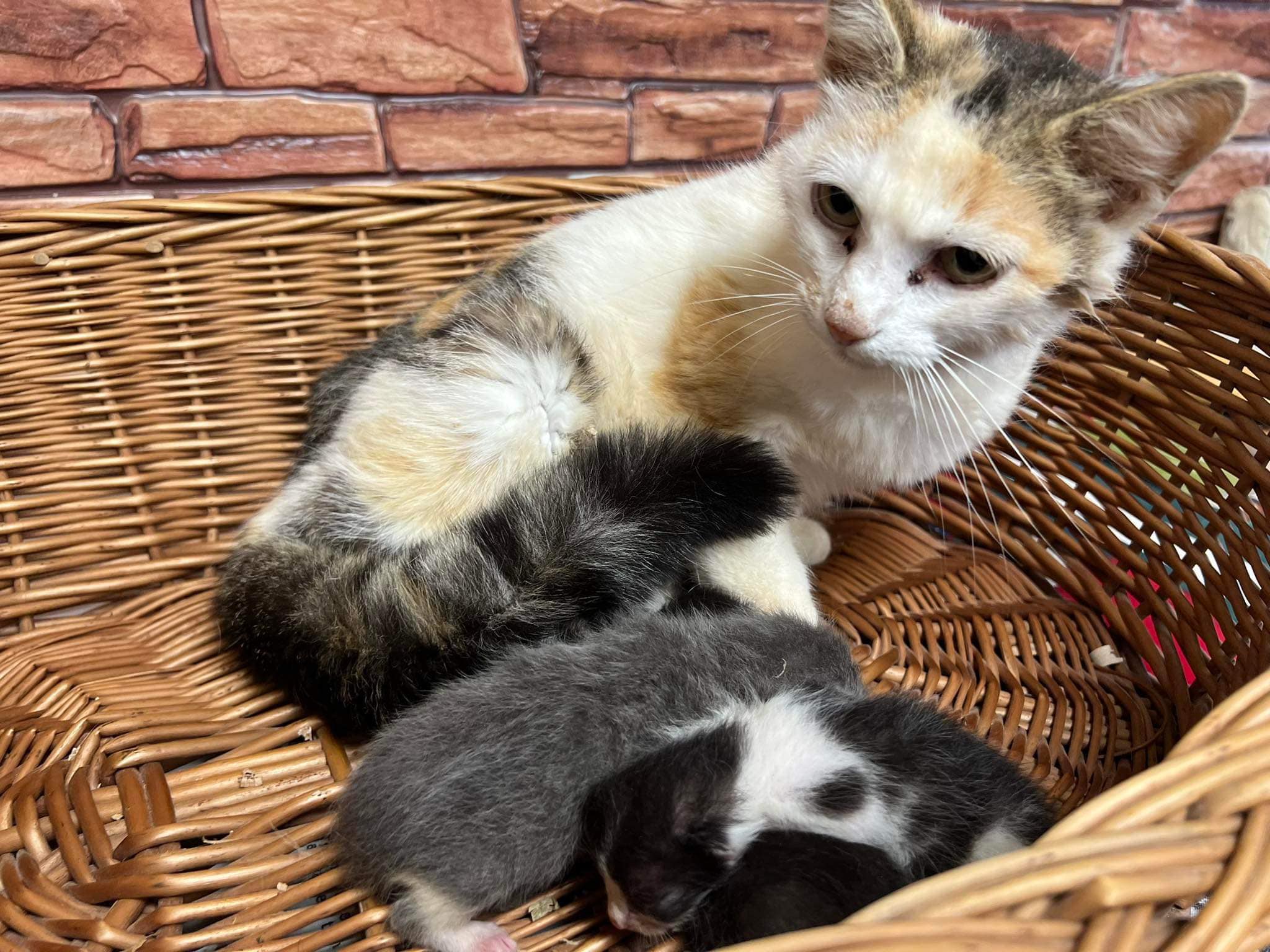 A cat taking care of kitties