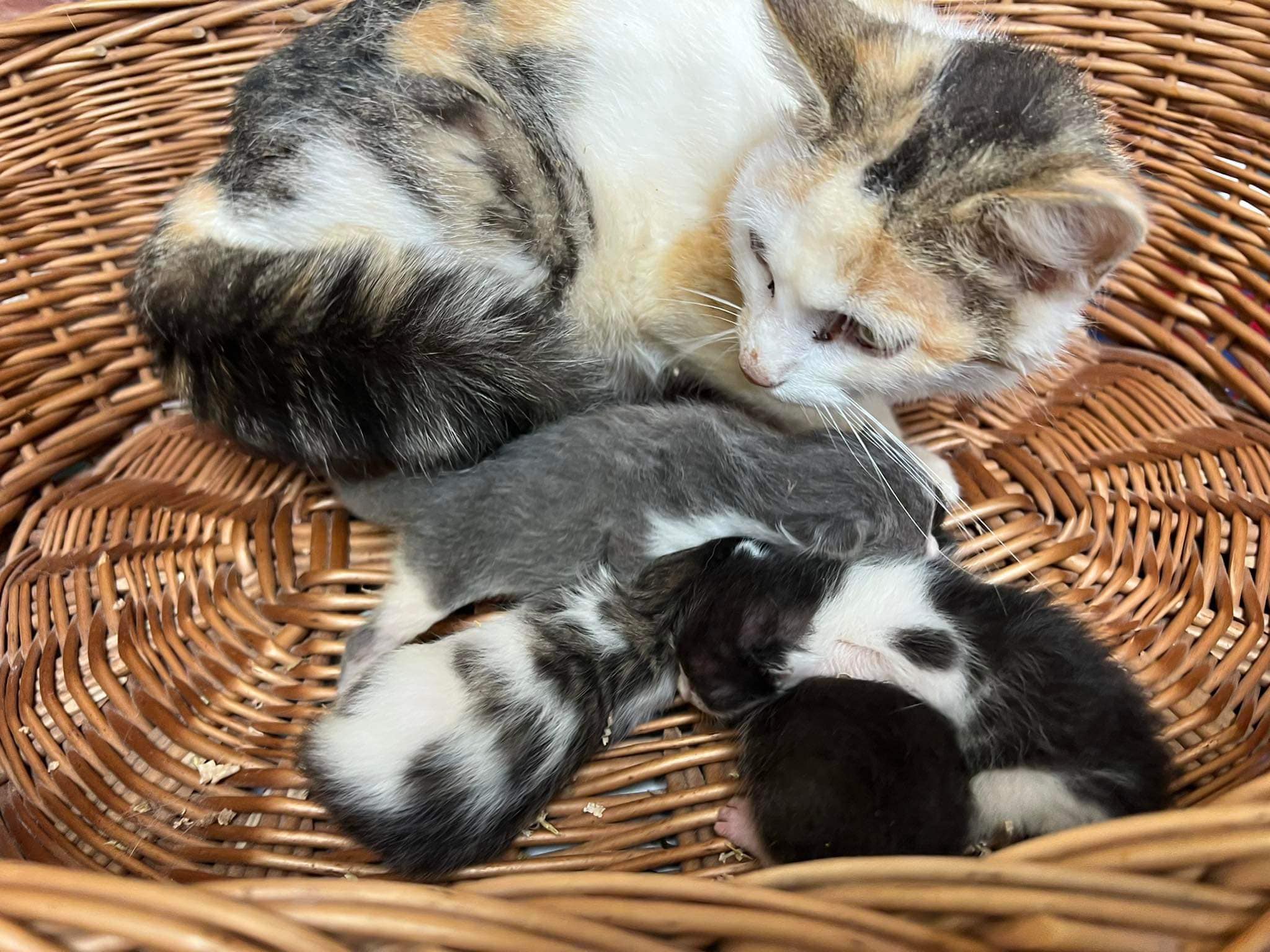 A cat taking care of kitties