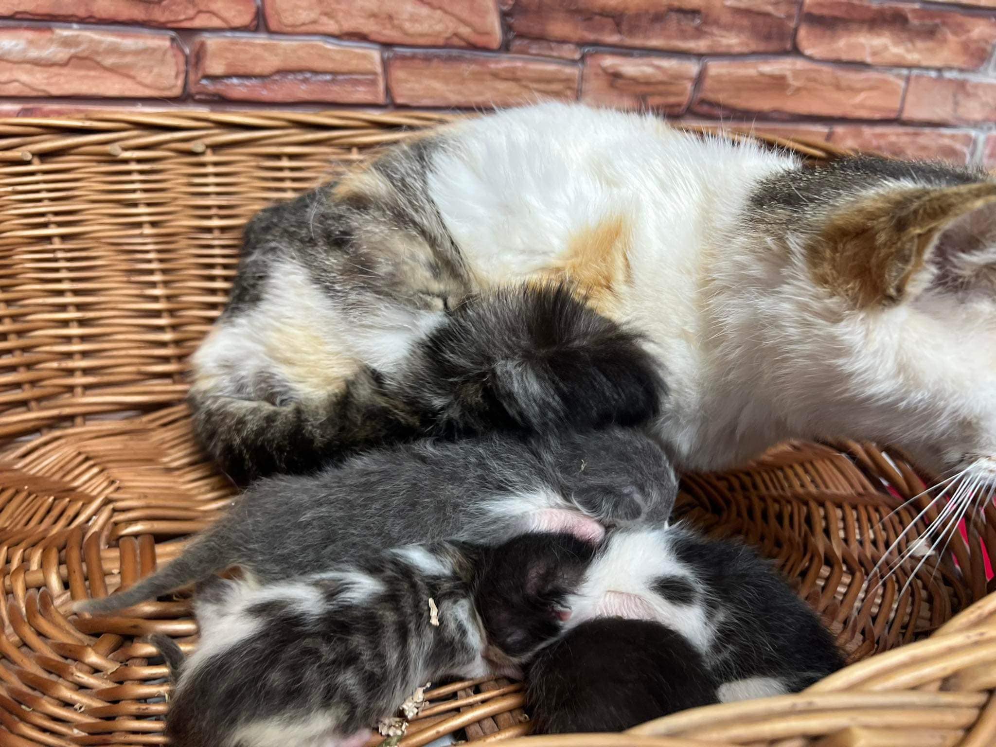 A cat taking care of kitties