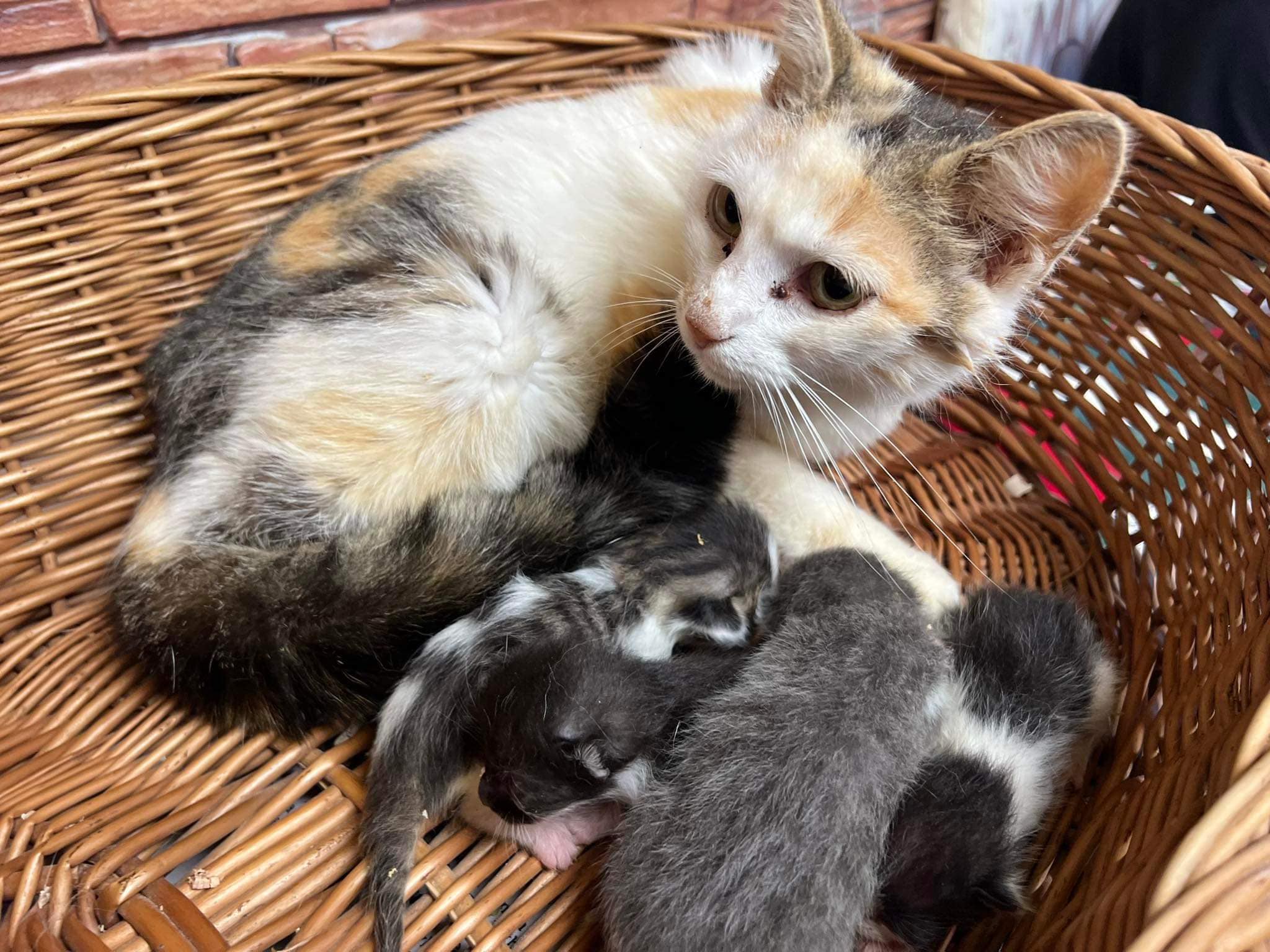 A cat taking care of kitties