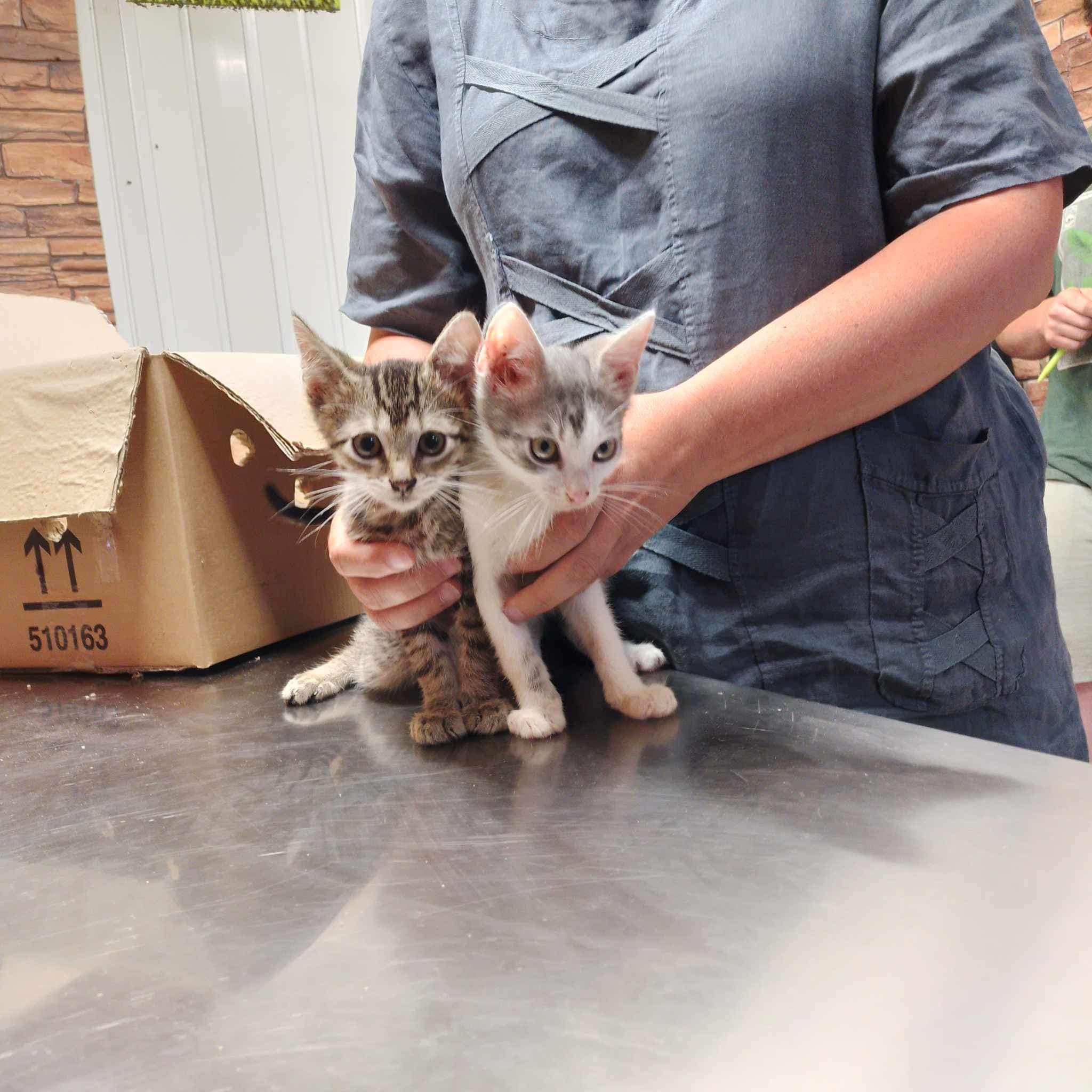 Two kittens being adopted